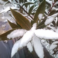 ローレルの葉には沢山の粉雪が積もって重そうです