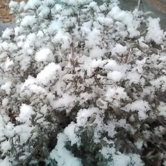 タイム。マストキナは雪だるま状態