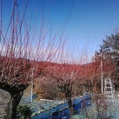 農場の周囲に植えてある梅の木の枝切り作業