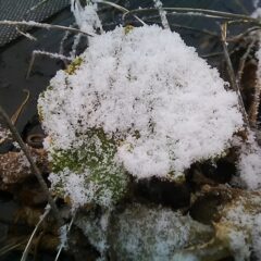 寒さに耐えていたブラックマロウの葉一面に雪が積もっています