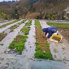 寒さも本格的になり防寒対策をしてカモマイル・ジャーマン畑の除草作業をしています