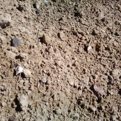 まだ芽は出て来ていない様です