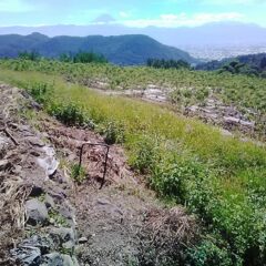 農場の通路はまたしても雑草が伸びてしまいました