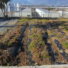 多年草のカモマイル・ローマンは葉を茂らせたまま冬を越します