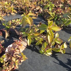 ナード・ジャパン事務局前のペパーミントは葉が赤茶けています
