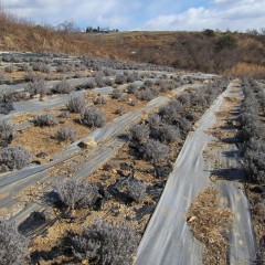 畑の中を寒風が吹き抜けて行きます