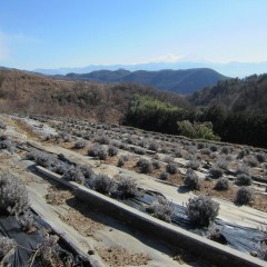 春まで我慢、我慢