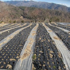 一年草のカモマイル・ジャーマンは秋にこぼれ種から芽を出します