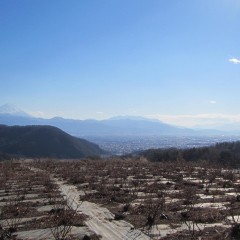 新年を静に迎えるローズ畑