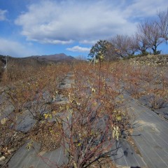 本剪定前の株は枝が胸位の高さがあります