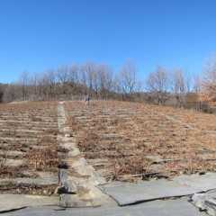 寒さの厳しい1月から2月がローズ剪定の時期です