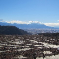 剪定が終わった畑は遠くに見える富士山の様に清々しいばかり