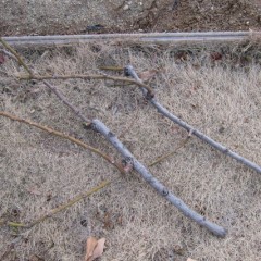 切り取った木質化した枝