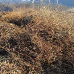 剪定した枝の山