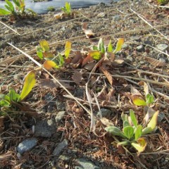 カレンデュラは秋に芽を出した苗が冬を耐え抜きます