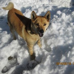 この大雪の中でも元気いっぱいの愛犬「さくら」に癒されます