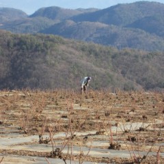 枝の切り残しが無いか点検します