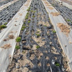 ジャーマン：秋に芽を出した苗はじっと我慢