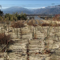 農場の本剪定が終わり事務局前の本剪定を行います