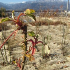 仮剪定をした後に芽が動き出して葉を広げた枝先