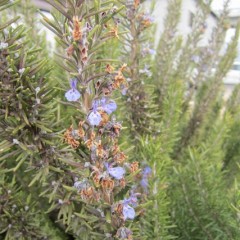 真冬でも花を咲かせる枝もあります