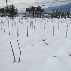 8日に降った雪で覆われたままの事務局前のローズ畑