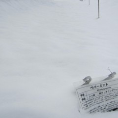 12日、8日に降った雪で覆われたままです