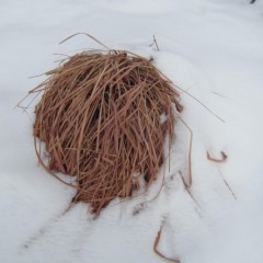 雪に囲まれたレモングラス