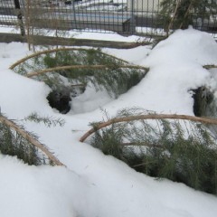 雪の重みで倒れたティートゥリー