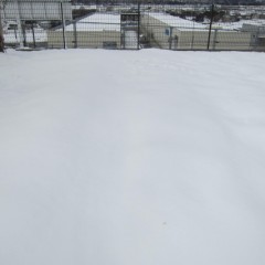 8日に降った雪がまだ溶けず事務局前のカモマイル・ローマンは雪の中