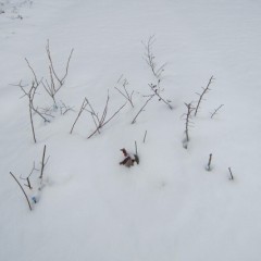 雪に負けるな！　レモンバーベナ