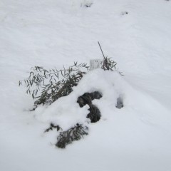 雪の重みに耐えかねたユーカリ・ラディアタ