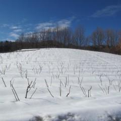 剪定した枝だけが雪の中から突き出ています