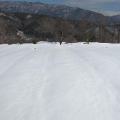 農場のカモマイル・ジャーマンも雪の中