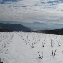8日に降った雪で覆われたままのローズ畑