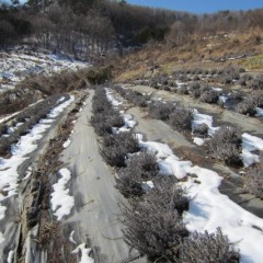 日当たりの良いラベンダー畑の雪は溶けていました