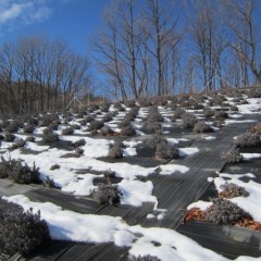 太陽の力は凄い！　雪はほとんど溶けています