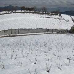 見渡す限りの雪野原