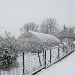 8日に降った雪が残ったままの畑に更に降り積もります