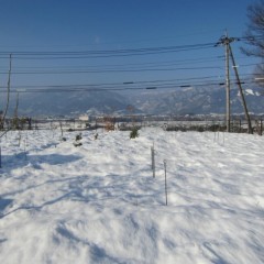 記録的大雪から一週間、畑はまだ雪の中です