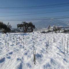 事務局前のバラ畑もご覧の通り