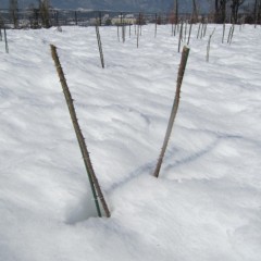 バラの枝は半分程埋まっています