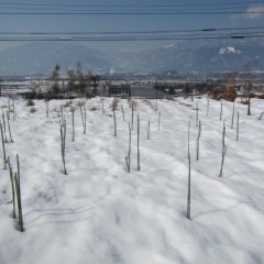 事務局前のローズ畑の雪は少しずつですが溶け始めています