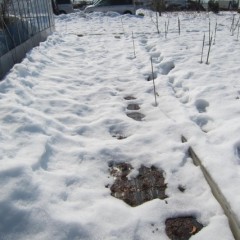 25日、記録的な大雪も徐々に溶け始めています