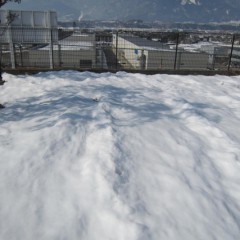 事務局前のカモマイル・ローマンは雪の下