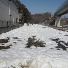 事務局横のラベンダー見本畑