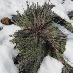 雪の重みで枝が押し潰されて株が開いてしまったラベンダー・ストエカス