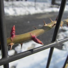 冷たい雪の中でも新芽を伸ばし始めました