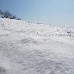 農場のローズ畑にはまだ雪がいっぱい