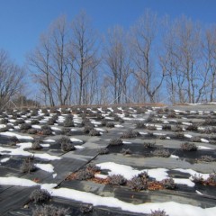 14日の大雪の後、初めて農場まで行けました